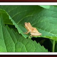 FRAMED FROGS