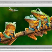 FRAMED FROGS