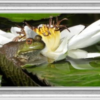 FRAMED FROGS