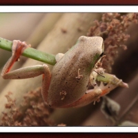 FRAMED FROGS