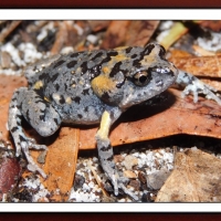 FRAMED FROGS