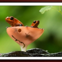 FRAMED FROGS