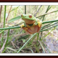 FRAMED FROGS