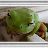 FRAMED FROGS