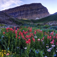 Mt. Timpanogos Wildflowers at Sunset