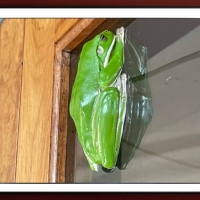 FRAMED FROGS