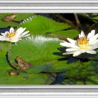 FRAMED FROGS