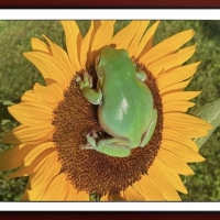 FRAMED FROGS