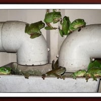 FRAMED FROGS