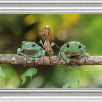 FRAMED FROGS