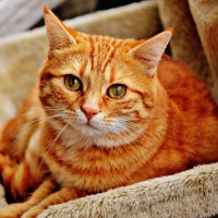 Orange cat