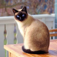 Siamese cat