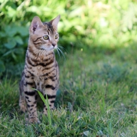 Cat in grass