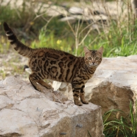 Bengal cat