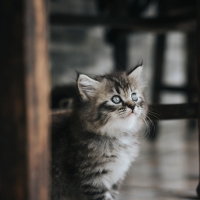 Cat under table