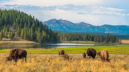 yellowstone usa - forest, grass, hills, park, river