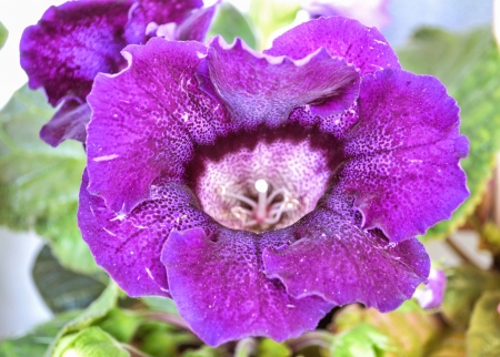 Floare de gloxinie - aer, cer, ger, ser