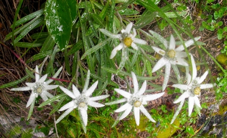 Floare de colt