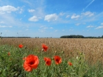 Poppies and Cornfield