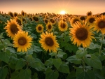 Sun over Sunflowers