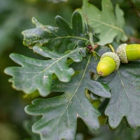 Acorns