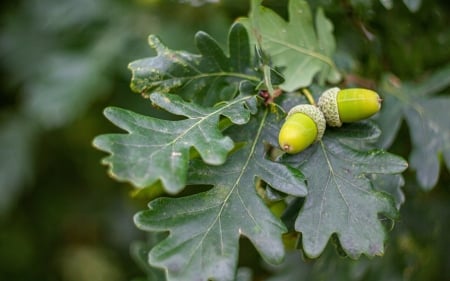 Acorns