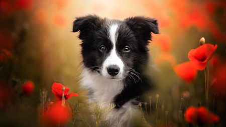 Cute puppy - photography, cute, dogs, border, poppies, puppy, red, animals, collie, adorable, HD