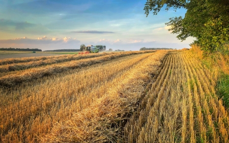 Harvest - harvest, field, tree, grain