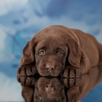 Labrador-Retriever