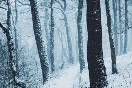 Winter - Winter, nature, snow, tree