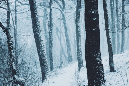 Winter - snow, Winter, nature, tree