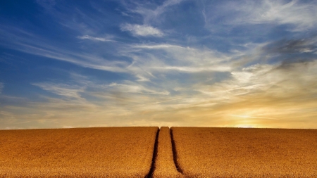 Agro-Field - Field, Nature, Agro, tree