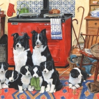 Border Collie family in the kitchen