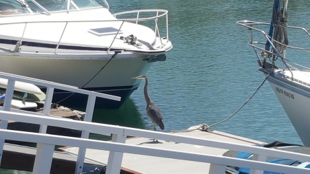 Great Blue Heron or Egret - birds, blue, boat, california, egret, heron, ventura, water
