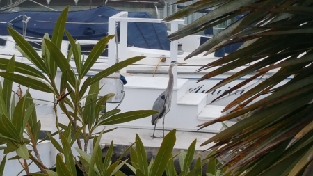 Great Blue Heron / Egret - blue, boat, california, dock, egret, great, heron, plants, ventura