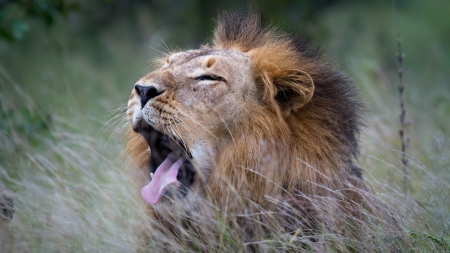 Lion - Lion, male, roar, africa