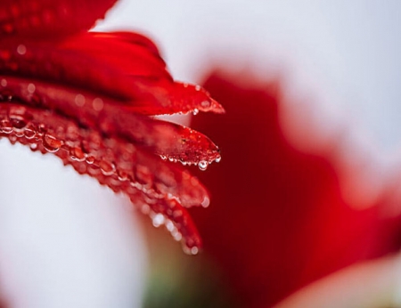❤️ - Water, Flower, Petals, Drops