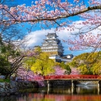 Sakura in Osaka in spring