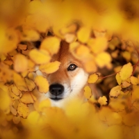 Shiba-Inu