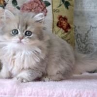 cute little persian kitten