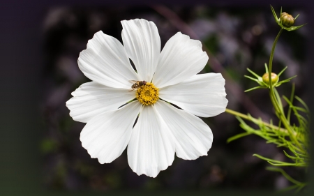 Life in the Cosmos - white, macro, cosmos flower, insect