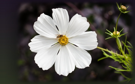 Life in the Cosmos - cosmos flower, macro, insect, white