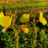 Floare de camp de toamna