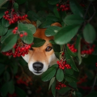 Shiba-Inu