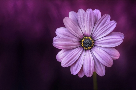 Purple daisy - nature, purple, daisy, spring, flower