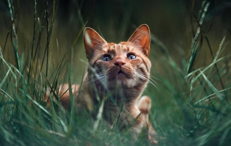 Kitten - animal, cat, Kitten, purr