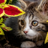 Peek a Boo Kitty