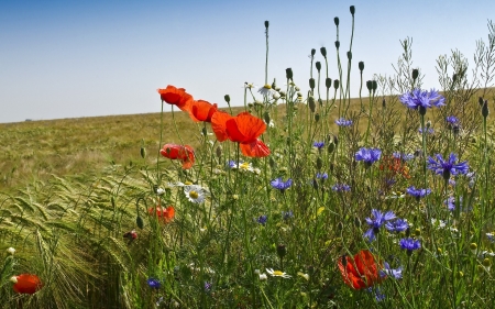 Flowers by Cornfield - cornfield, cornflowers, poppies, Poland