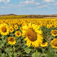 Sunflower Field