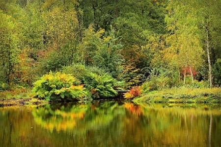 summer pond - vegetation, trees, reflection, pond